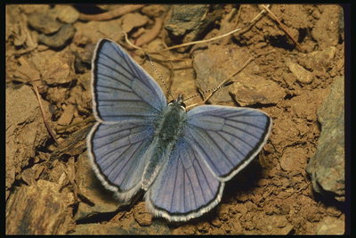 Светло-фиолетовая бабочка с ворсинками на краях крыльев сидит на  коричневой земле