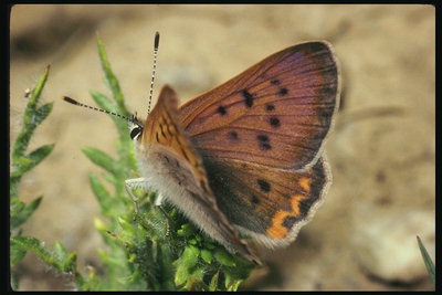 Темно-коричневые крылышки с черными точками, длинные полосатые усики бабочки сидящей на ветке с маленькими листками