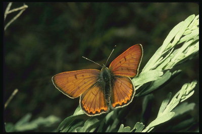 Оранжево-коричневая бабочка на стебле растения