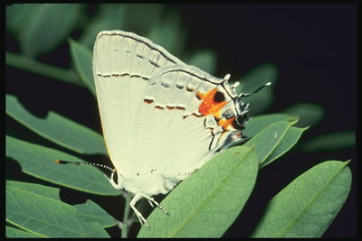 Белоснежная бабочка с оранжевыми каплями на краешке крыльев