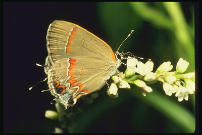 Светло-кофейного тона крылья бабочки сидящей на ветке с маленькими белыми цветами