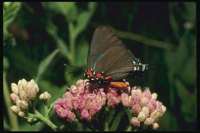 Темно-коричневые крылья и черное блестящее тело бабочки