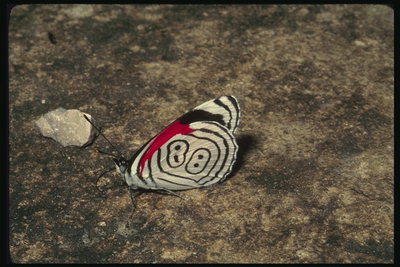Мотылек с белыми крыльями в черных рисунках, красный сигмент