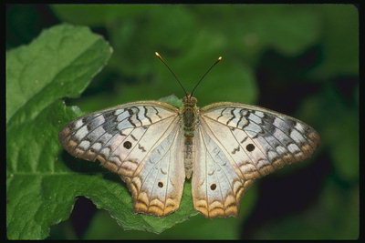 Бабочка с светло-коричневой каемкой на крыльях
