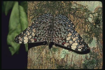 Рисунок на крыльях бабочки во всех тонах коричневого цвета
