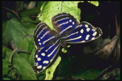 Крылья в темно-синем цвете и в белых полосках