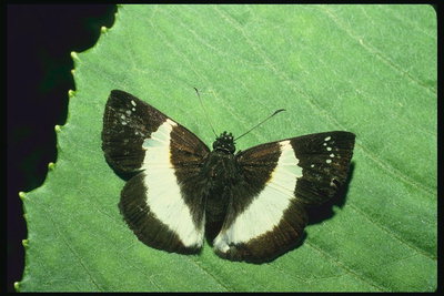 Бабочка на светло-салатовом фоне листка с зубчиками