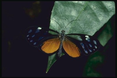 Бабочка с фигурным вырезом на крыльях темных тонов