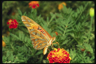 Бабочка с светло-коричневыми крыльями в серый рисунок