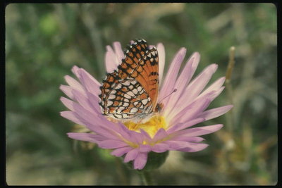 Бабочка на сердцевине цветка с розовыми длинными лепестками