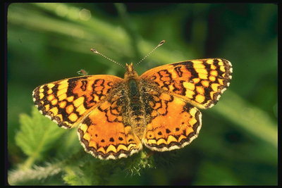 Рельефный рисунок на крыльях бабочки
