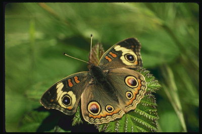 Бабочка в коричневых тонах. Разноцветные капельки на крыльях
