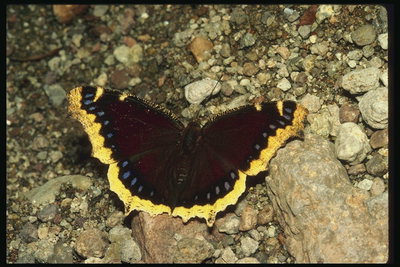 Темно-бордовая бабочка с золотистым обрамлением крыльев