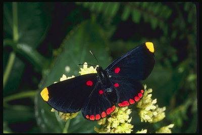 Бабочка с темно-фиолетовыми бархатными крыльями