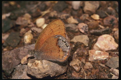 Коричневого цвета бабочка на камне