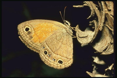 Бабочка на куске сухой коры