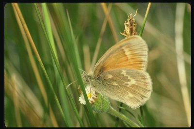 Бабочка с мохнатыми краями крыльев