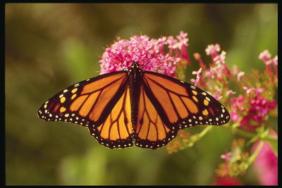 Темно-оранжевые крылья бабочки на фоне ярко-розовых цветов