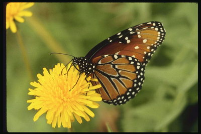 Пятнистая бабочка на желтом одуванчике