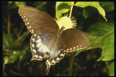 Глянцывые крылья коричневого цвета