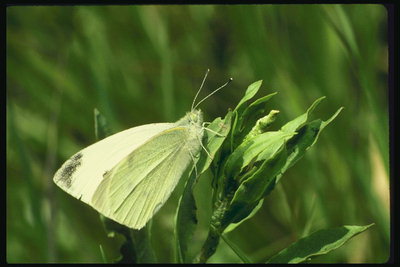 Бабочка с прямыми краями крыльев