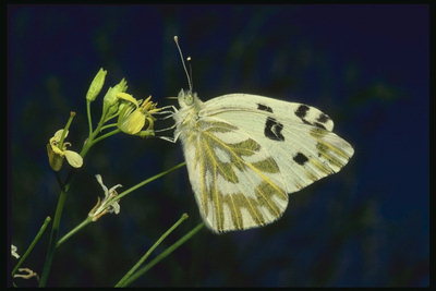 Бабочка в черную, светло-коричневую и желтую полоски