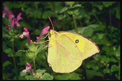 Бабочка с лимонными крыльями с розовым оттенком