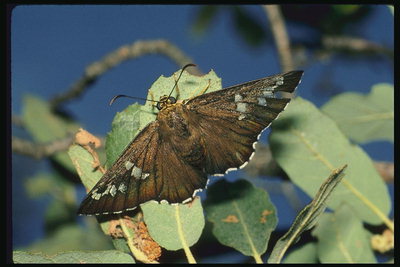 Бабочка коричневого цвета с большими глазами