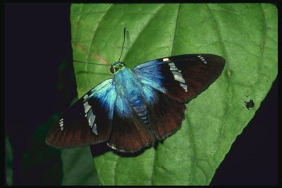 Голубые края крыльев бабочки
