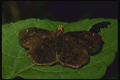 Бабочка с темно-коричневыми бархатными крыльями