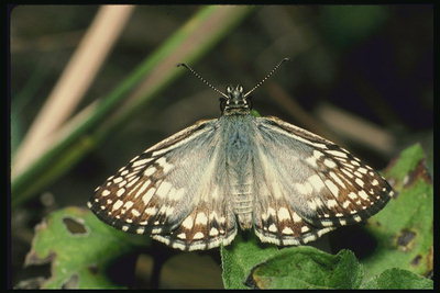 Бабочка с наполовину мохнатыми крыльями
