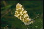 Бабочка  с крыльями бежевого цвета с золотистыми полосками