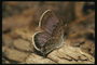 Бабочка с лохматым теломи темно-коричневыми крыльями