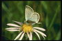 Бабочка с серо-голубыми крыльями на розовом цветке с длинными лепестками