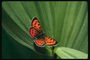 Бабочка с огненно-красными крыльями с черной и белой окаемкой