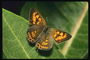 Бабочка с неровными краями крыльев на зеленом листке широкой продолговатой формы