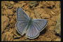 Светло-фиолетовая бабочка с ворсинками на краях крыльев сидит на  коричневой земле