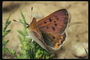 Темно-коричневые крылышки с черными точками, длинные полосатые усики бабочки сидящей на ветке с маленькими листками