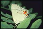 Белоснежная бабочка с оранжевыми каплями на краешке крыльев