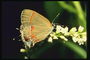 Светло-кофейного тона крылья бабочки сидящей на ветке с маленькими белыми цветами