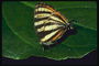 Бабочка на длинных лапках с полосатыми крыльми