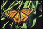 Бабочка с оранжевыми крыльями в черную полоску и с белыми пятнышками на краях