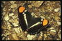 Черная бабочка с оранжевыми и белыми сигментами на крыльях среди  камней у берега реки