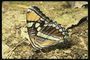 Бабочка с длинными тонкмим лапками и разноцветными крыльями
