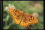 Бабочка с ярко-оранжевыми крыльями в полете