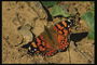 Оранжево-коричневая бабочка на земляной поверхности