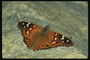 Бабочка с оранжевыми точками на кончиках усиков