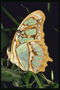 Бледно-салатовые крылья с рисунков светло-коричневого цвета