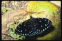 Черная бабочка с голубыми точками на крыльях и белыми на теле