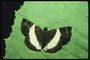 Бабочка на светло-салатовом фоне листка с зубчиками